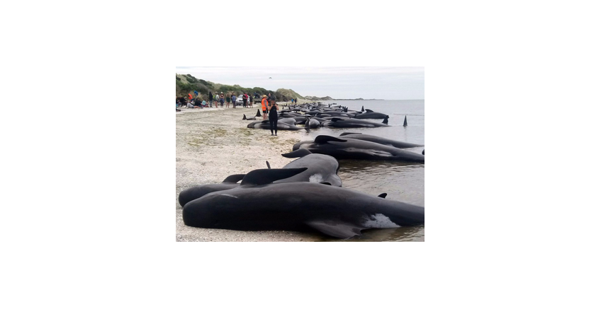 Race to save 100 stranded whales