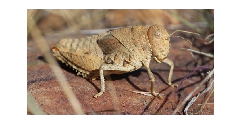 Sound of crickets 'could become’