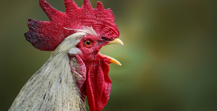 Feather meal and its nutritional impact
